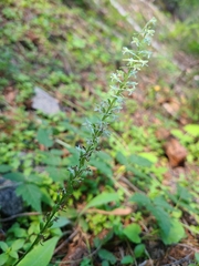 Platanthera transversa