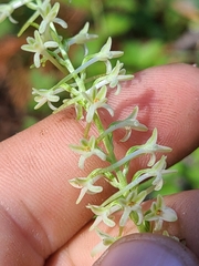 Platanthera transversa