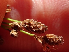 Scirpus pedicellatus