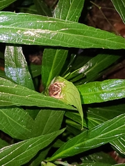 Eleutherodactylus antillensis