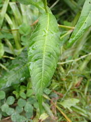 Persicaria maculosa