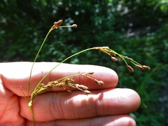 Scirpus pedicellatus