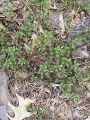 Arctostaphylos uva-ursi