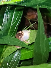 Eleutherodactylus antillensis