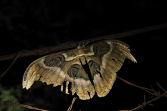 Attacus atlas formosanus