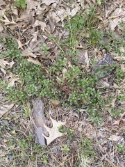 Arctostaphylos uva-ursi