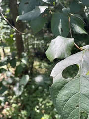 Insecta