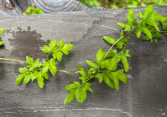 Lygodium japonicum