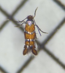 Porphyrosela minuta