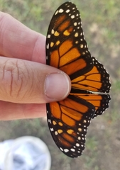 Danaus plexippus