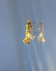Porphyrosela minuta