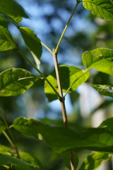 Fraxinus quadrangulata