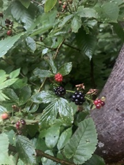 Rubus allegheniensis