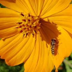 Simosyrphus grandicornis