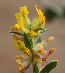 Anthyllis cytisoides