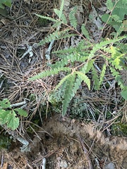 Comptonia peregrina
