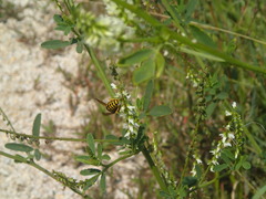 Vespinae