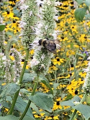 Bombus affinis