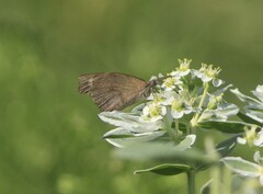 Libytheana carinenta