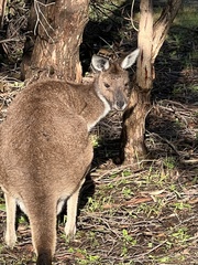 Macropus fuliginosus