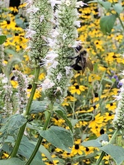 Bombus affinis