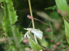 Crambus perlella