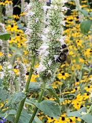 Bombus affinis