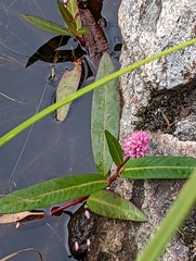 Persicaria amphibia