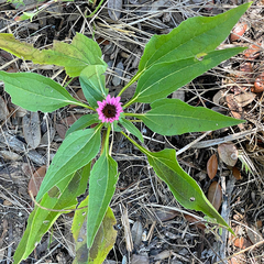 Echinacea