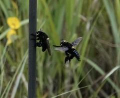 Mallophora leschenaulti