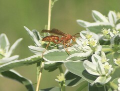 Polistes rubiginosus