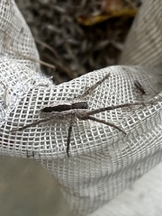 Pisaurina mira