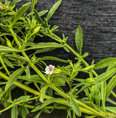 Mecardonia acuminata