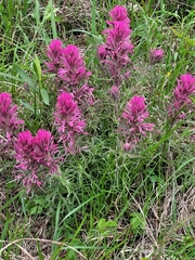 Castilleja purpurea