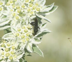 Pompilidae