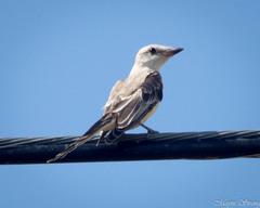 Tyrannus forficatus