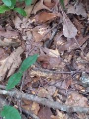 Amphibolips