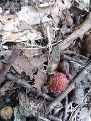 Amphibolips