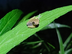 Osteopilus septentrionalis