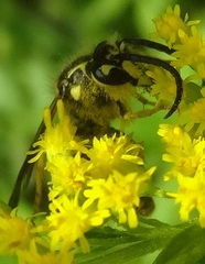 Dolichovespula arenaria