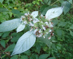 Pycnanthemum