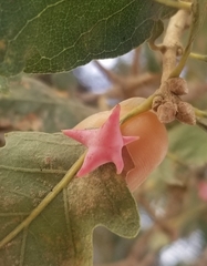 Cynips douglasii