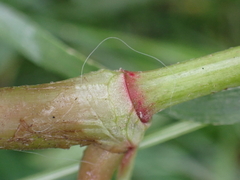 Persicaria maculosa