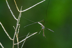 Tipula furca