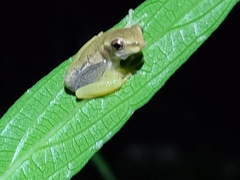 Osteopilus septentrionalis