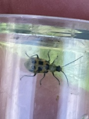 Diabrotica undecimpunctata