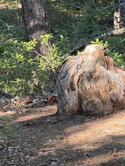 Agrobacterium radiobacter