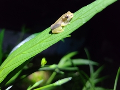 Osteopilus septentrionalis