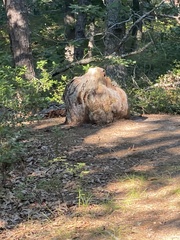 Agrobacterium radiobacter