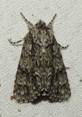 Acronicta impressa